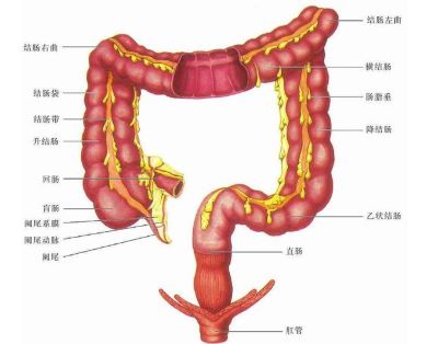 重庆中医直肠癌医师:直肠癌患者应该注意什么?手术后又有那些饮食禁忌